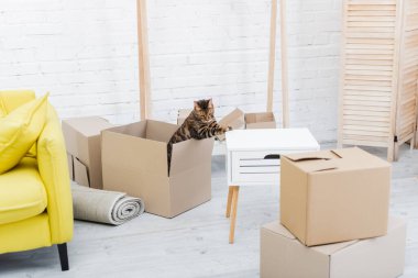 Bengal cat sitting in carton package in living room 