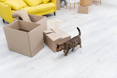 High angle view of bengal cat walking near carton boxes at home 