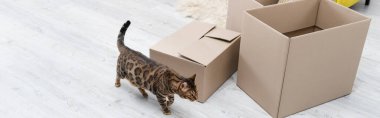 High angle view of bengal cat walking near cardboard boxes at home, banner  clipart