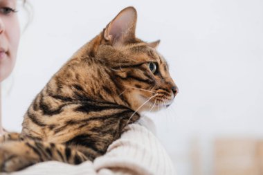 Cropped view of woman holding bengal cat at home 