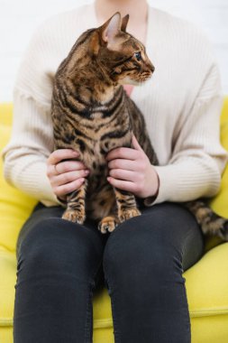 Cropped view of woman holding bengal cat on couch  clipart