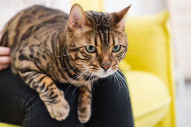 Cropped view of furry bengal cat looking away near woman at home  clipart