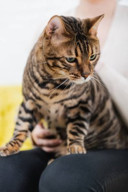 Cropped view of blurred woman holding furry bengal cat at home  clipart