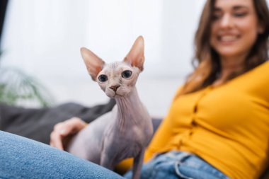 Sphynx cat sitting on blurred woman at home 