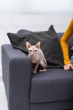 Kanepede kadının yanında oturan sfenks kedinin kırpılmış görüntüsü 