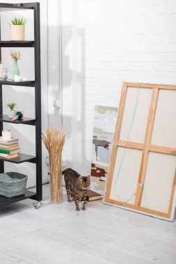 Bengal cat walking near paints, plants and rack at home 