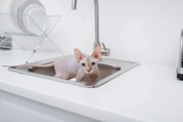 Sphynx Cat Kitchen Sink Looking Camera — стоковое фото