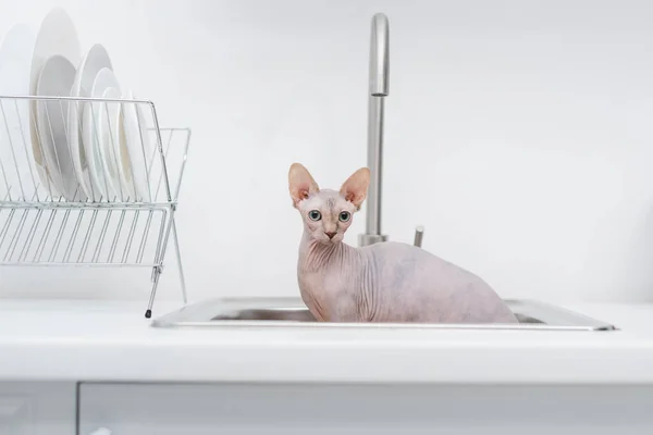 Sphynx Katze Blickt Von Spüle Küche Auf Kamera — Stockfoto