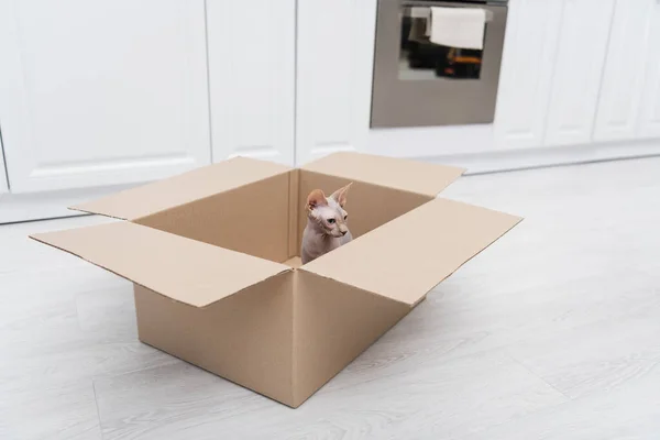 Haarlose Sphynx Katze Sitzt Karton Auf Dem Boden Der Küche — Stockfoto