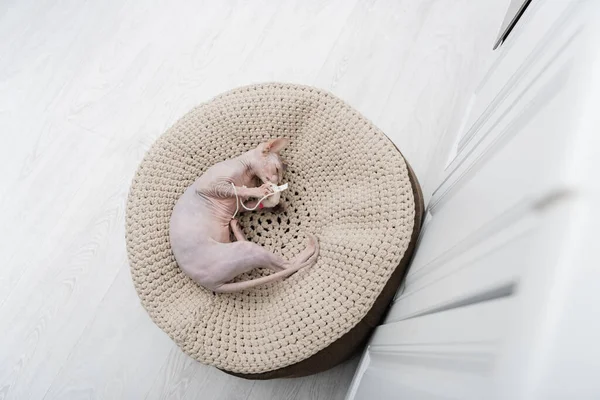 Draufsicht Auf Sphynx Katze Die Spielzeug Auf Hocker Hause Hält — Stockfoto