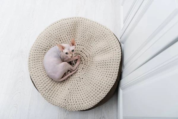 Top View Sphynx Cat Looking Camera Ottoman Home — Stockfoto