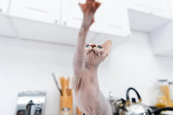 Low Angle View Hairless Sphynx Cat Looking Away Kitchen — стоковое фото