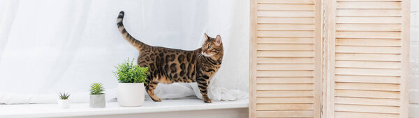 Bengal cat standing on windowsill near plants at home, banner 