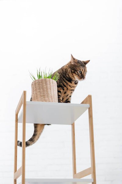 Low angle view of bengal cat sitting near plant on rack at home 