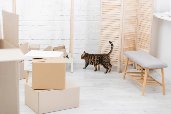 Bengal Cat Walking Folding Screen Carton Boxes Home — Foto de Stock