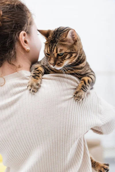 Curly Woman Holding Bengal Cat Home — 스톡 사진