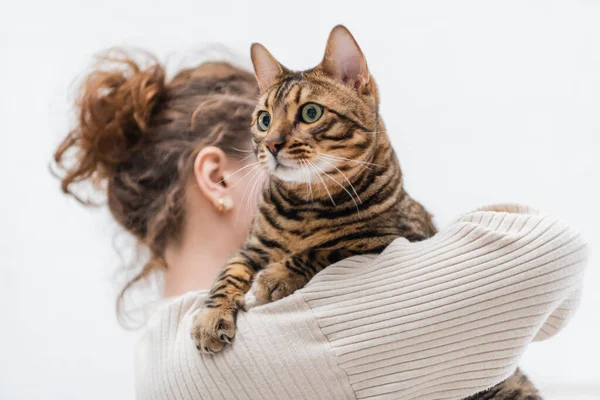 Blurred Woman Holding Purebred Bengal Cat Home — Stock Fotó