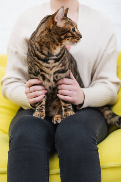 Cropped view of woman holding bengal cat on couch 