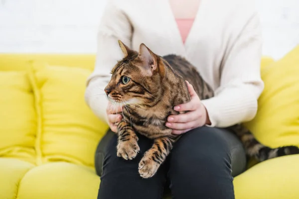 Cropped View Bengal Cat Sitting Blurred Woman Couch — Stock Fotó