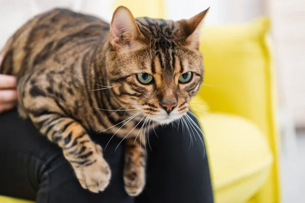 Cropped View Furry Bengal Cat Looking Away Woman Home — 스톡 사진
