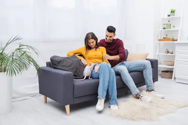 Smiling Interracial Couple Looking Sphynx Cat Couch Home — Stock Photo, Image