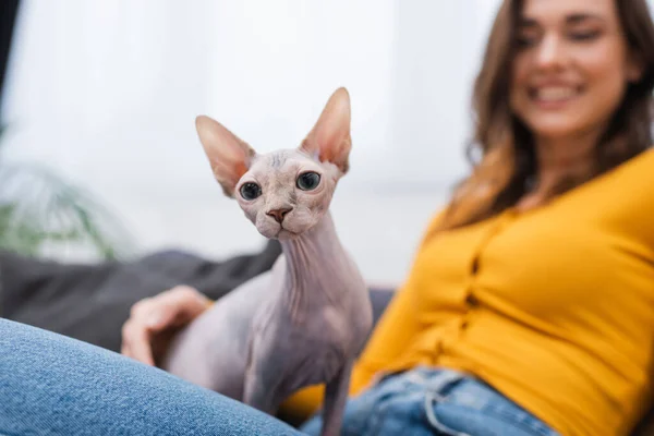 Sphynx Katze Sitzt Auf Verschwommener Frau Hause — Stockfoto