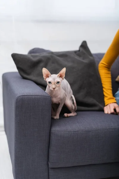 Cropped View Sphynx Cat Sitting Woman Couch — Photo