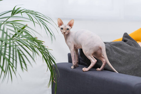 Sphynx cat looking at camera on couch near plant at home 