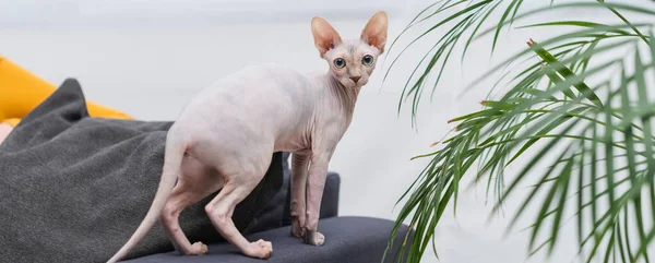 Sphynx Cat Looking Camera Plant Living Room Banner — Zdjęcie stockowe