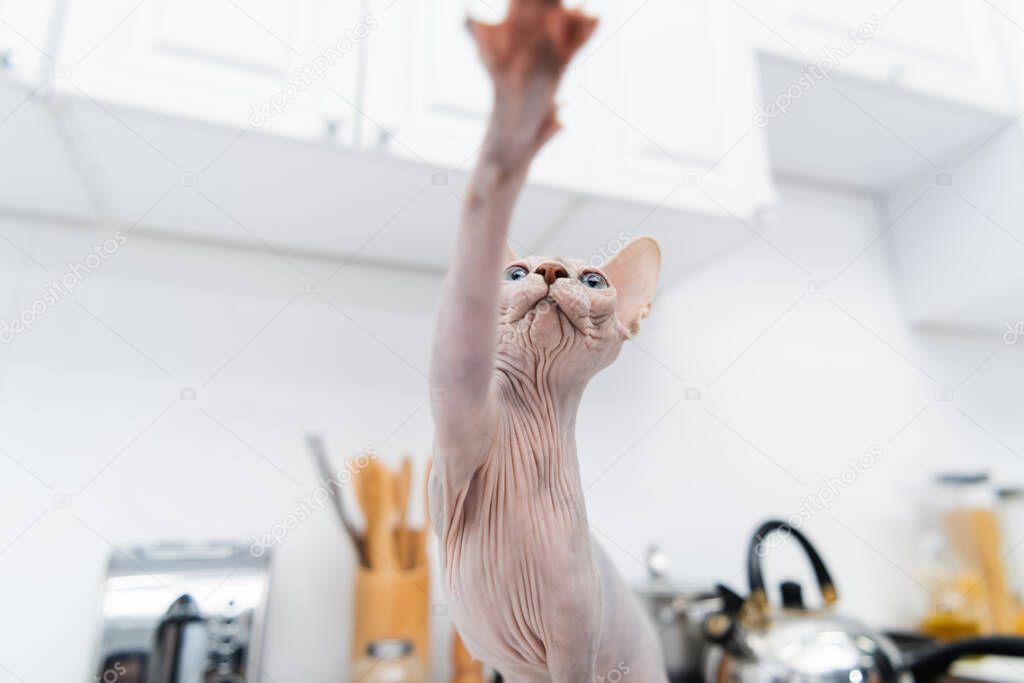 Low angle view of hairless sphynx cat looking away in kitchen 