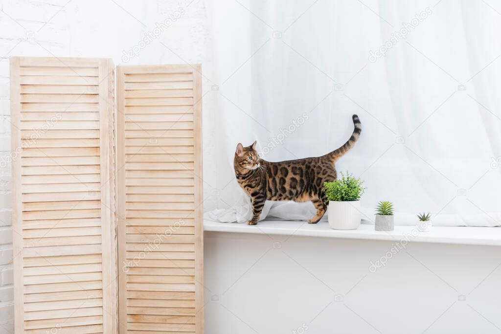 Bengal cat standing near plants on windowsill at home