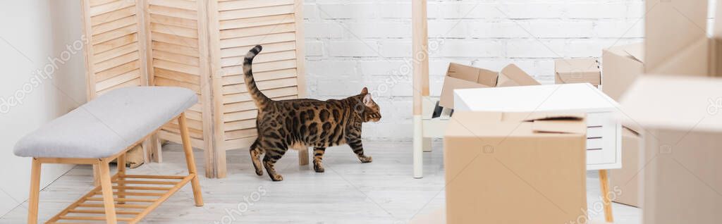 Bengal cat walking near cardboard boxes at home, banner 