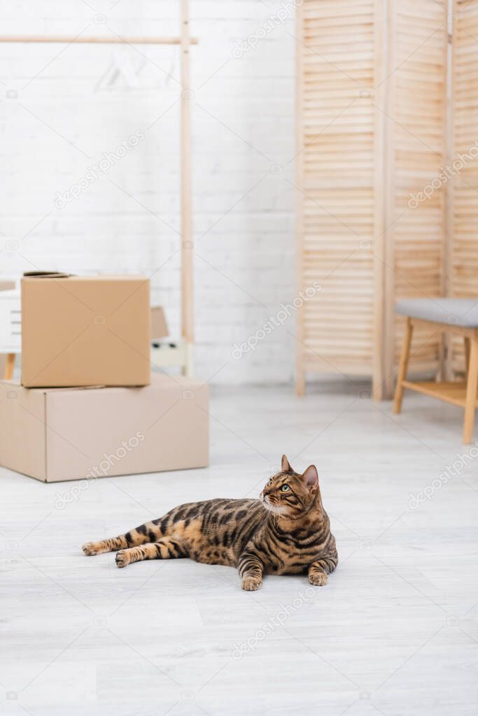 Bengal cat lying on floor near blurred cardboard boxes at home 