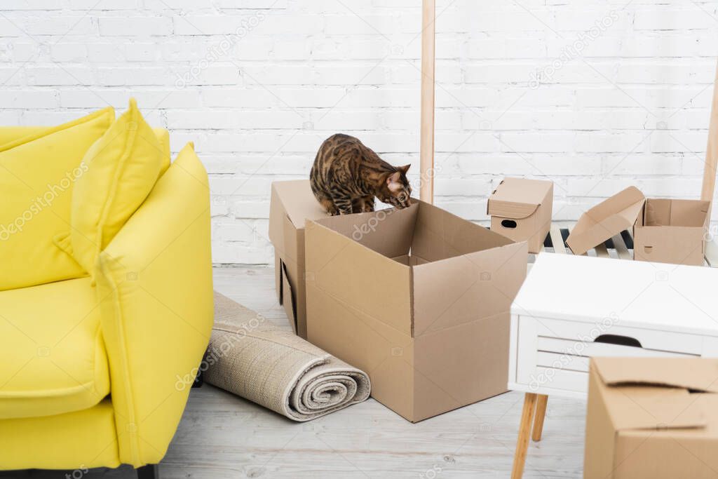 Bengal cat sitting on carton box at home 