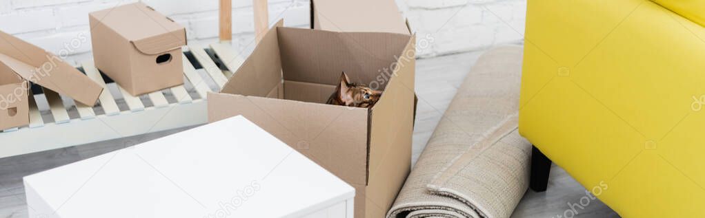 Bengal cat sitting in package near carpet and couch at home, banner 