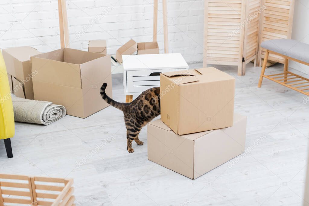 Bengal cat standing near cardboard boxes in living room 