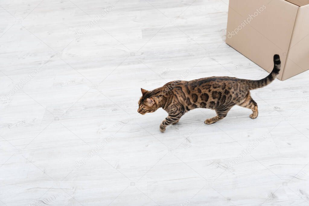 Top view of bengal cat walking near carton box at home 