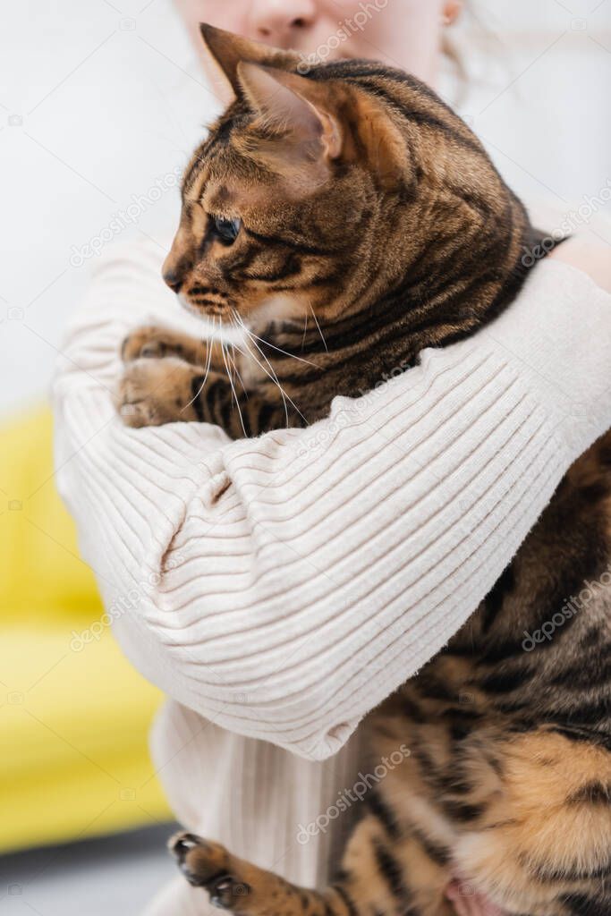 Cropped view of blurred woman holding bengal cat at home 