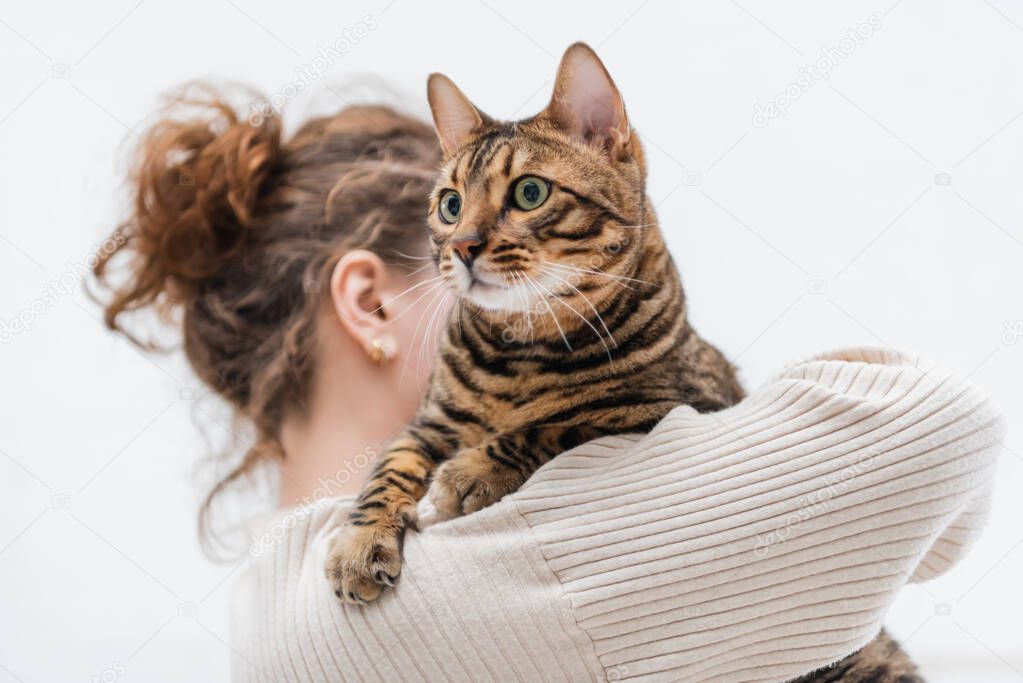 Blurred woman holding purebred bengal cat at home 