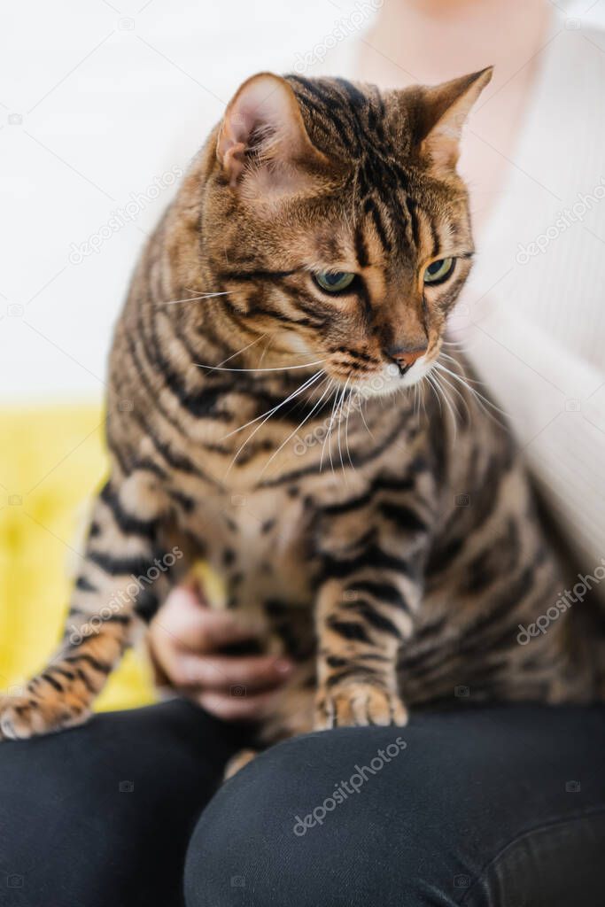 Cropped view of blurred woman holding furry bengal cat at home 