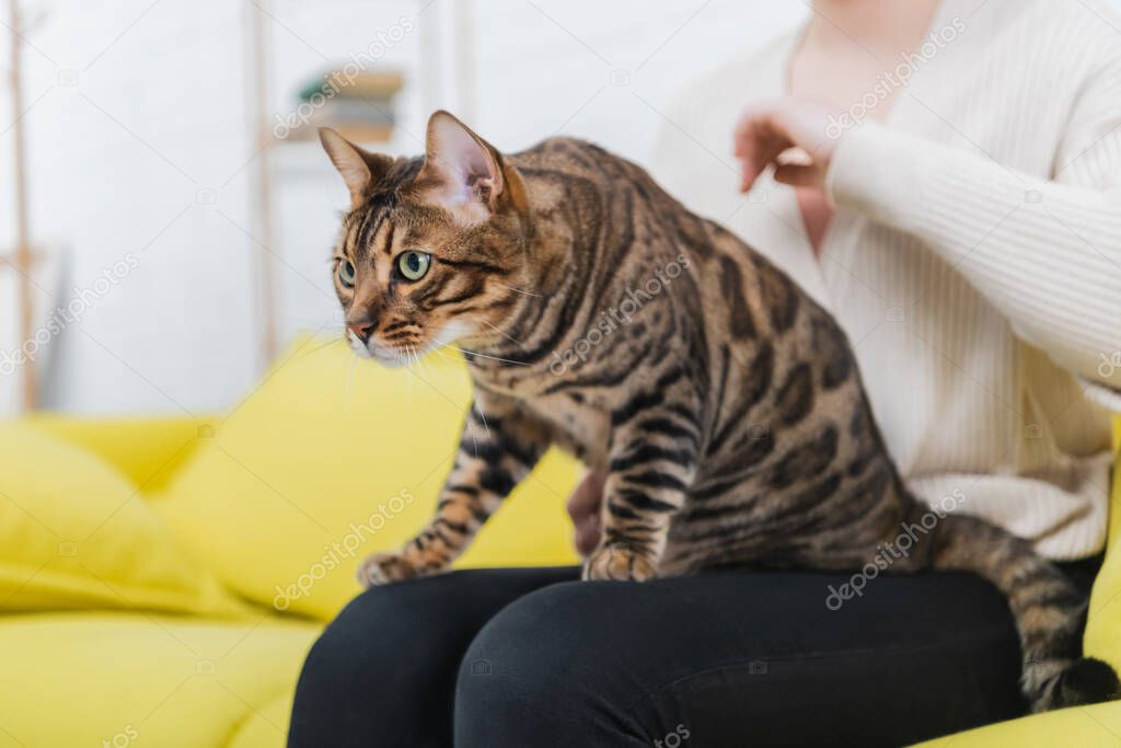 Cropped view of bengal cat looking away while sitting on woman on blurred couch 