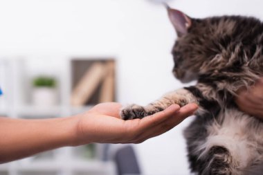 Cropped view of veterinarian touching paw of maine coon cat in clinic 