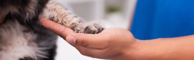 Cropped view of veterinarian touching paw of cat in clinic, banner 