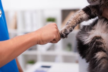 Klinikte veterinerin kedinin pençesine dokunuşunun kırpılmış görüntüsü. 