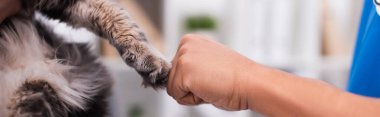 Cropped view of doctor touching paw of cat in vet clinic, banner 