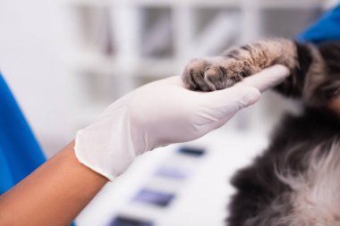 Lateks eldivenli doktorun veteriner kliniğindeki kedi patisine dokunuşu. 