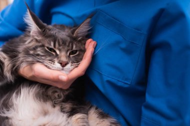 Cropped view of vet doctor in uniform touching maine coon cat in clinic 