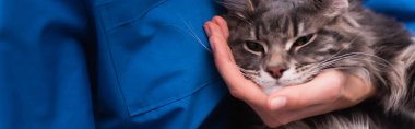 Cropped view of veterinarian touching maine coon cat in clinic, banner  clipart