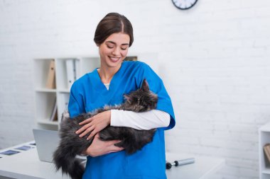 Üniformalı gülümseyen veteriner klinikte Maine Rakun Kedi 'yi tutuyor. 
