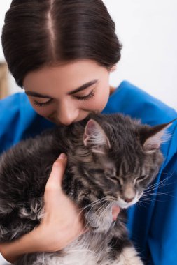 Veteriner bulanık maine rakun kedisini tutuyor. 